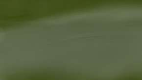 La tortuga le estaba provocando una fuerte infección.