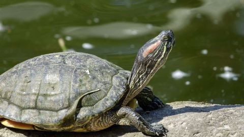 La tortuga le estaba provocando una fuerte infección.