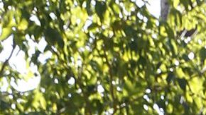 09/13/18/LOS ANGELES/ The Coalition for the Canonization of Monsignor Oscar A. Romero, announces during a press conference at MacArthur Park, a series of events to celebrate the canonization and Martyrdom of Romero and the release of a documentary focused on Romero, ``El Desagravio.'' Plaza Monsignor Romero at MacArthur Park. (Aurelia Ventura/ La Opinion)