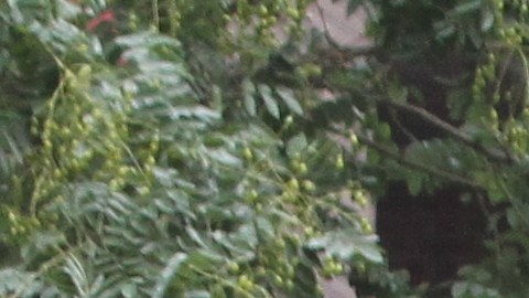 Policia investiga un paquete sospechoso en el Correo de la Calle Oeste 52 en Manhattan.