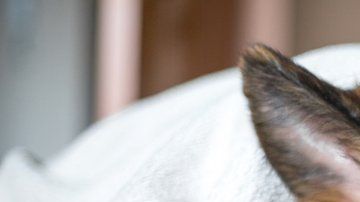 Las pulgas pican al perro infectado y luego pican al individuo, pasándole la infección.