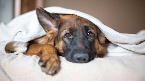 Las pulgas pican al perro infectado y luego pican al individuo, pasándole la infección.