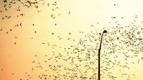 La colonia urbana de murciélagos más grande del mundo vive debajo el puente de la Avenida del Congreso, en Austin, de marzo a octubre.
