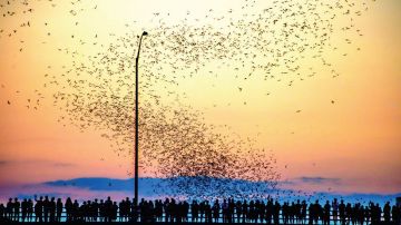 La colonia urbana de murciélagos más grande del mundo vive debajo el puente de la Avenida del Congreso, en Austin, de marzo a octubre.