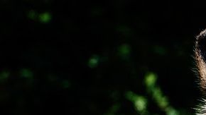 La misma fragancia de Calvin Klein ya fue usada para atrapar dos tigres en India.