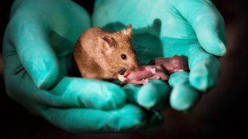 Este ratón adulto tiene dos madres y fue capaz de reproducirse y tener sus propias crías.