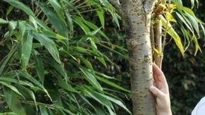 David Carroll fue condenado por fraude porque le había dicho a su esposa que padecía de leucemia.