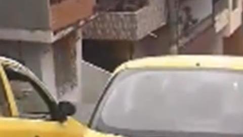 Este pequeño perro persiguió durante 20 cuadras a su dueña que lo había abandonado.