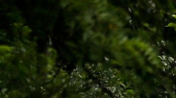 La caravana migrante continúa su camino hacia EEUU.