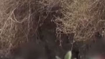 Turistas con sobrepeso a lomos de burros.