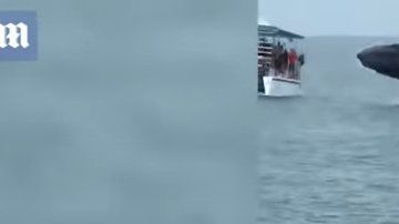 La ballena aterrorizó a quienes la vieron muy de cerca.