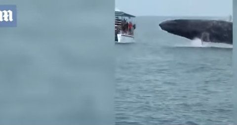 La ballena aterrorizó a quienes la vieron muy de cerca.