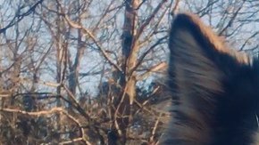 Canon, el husky fallecido. Suministrada
