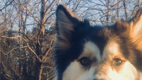 Canon, el husky fallecido. Suministrada