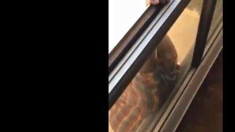 Aunque este hecho ocurrió el año pasado, el video se ha viralizado.