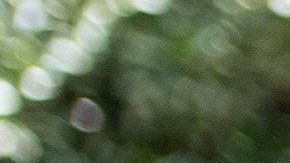 Chimamanda Adichie arremete contra la esposa de Trump