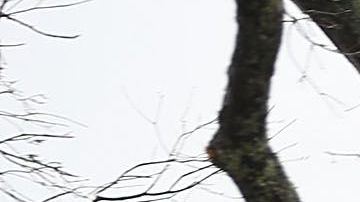Un árbol desgajado sobre una casa en Panama City, Florida.
