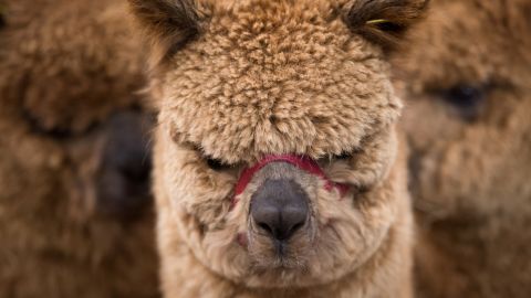 La alpaca es una especie de camélido suramericano