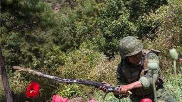 Sembradíos de amapola. Getty