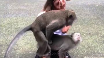 Los primates en plena acción