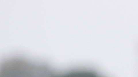 Trabajadores temporales de México recogen fresas en Oxnard.