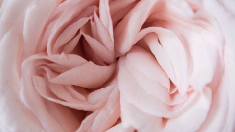 flor