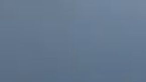 Este pequeño pit bull está listo para ser adoptado.