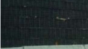 Un tiburón en Panama City, huyendo del huracán Michael.