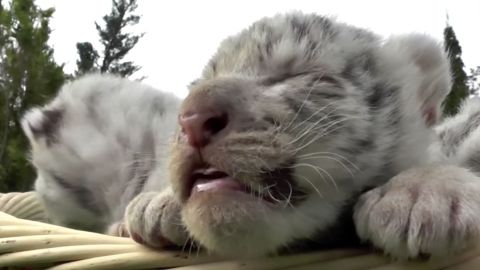 Tigres de Bengala blancos nacen en Crimea.