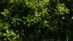 shutterstock_1117897193