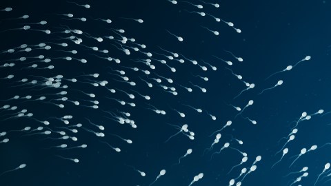 semen