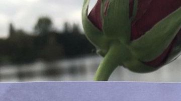 zxx8k-rose-in-lake-1