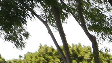 Aún no hay resultado de la elección para el Senado en Arizona.