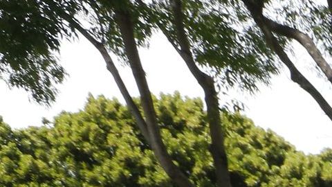 Aún no hay resultado de la elección para el Senado en Arizona.