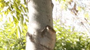 Los latinos y otras minorías decidieron con su voto en varios estados.