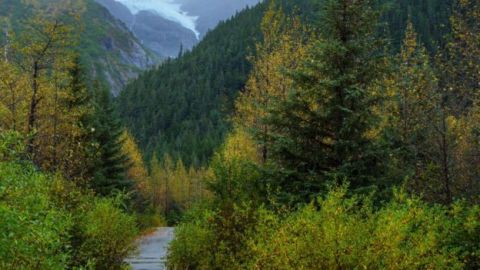 Los científicos piden un esfuerzo internacional para proteger los ecosistemas vírgenes.