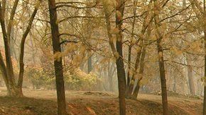 El incendio Camp en Butte es devastador.