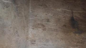 Los gatos momificados. EFE