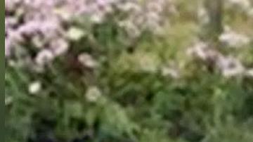 Hania Noelia Aguilar