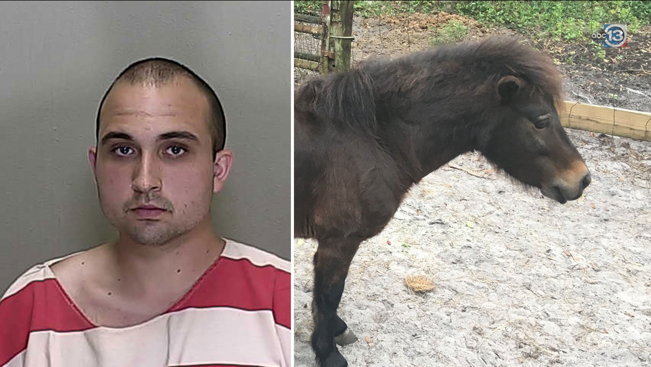 Arrestan a un hombre de Florida por tener sexo con un caballo miniatura -  El Diario NY