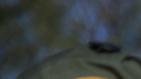 Patrulla Fronteriza detiene a inmigrantes en McAllen, Texas.