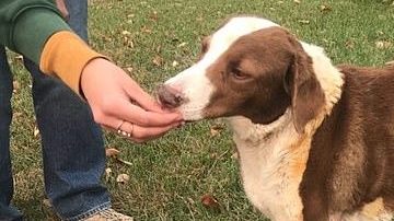 Ella recibió atención de un veterinario. GoFundMe