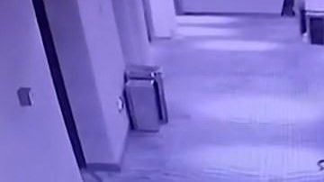 La serpiente en los pasillos.