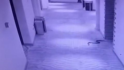 La serpiente en los pasillos.