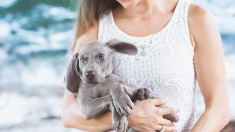 A Cosmo, un Weimaraner, le gusta que lo carguen como si fuera un recién nacido./Cortesía