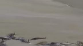 Cada año, cientos de ballenas aparecen muertas en esta región.