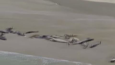 Cada año, cientos de ballenas aparecen muertas en esta región.