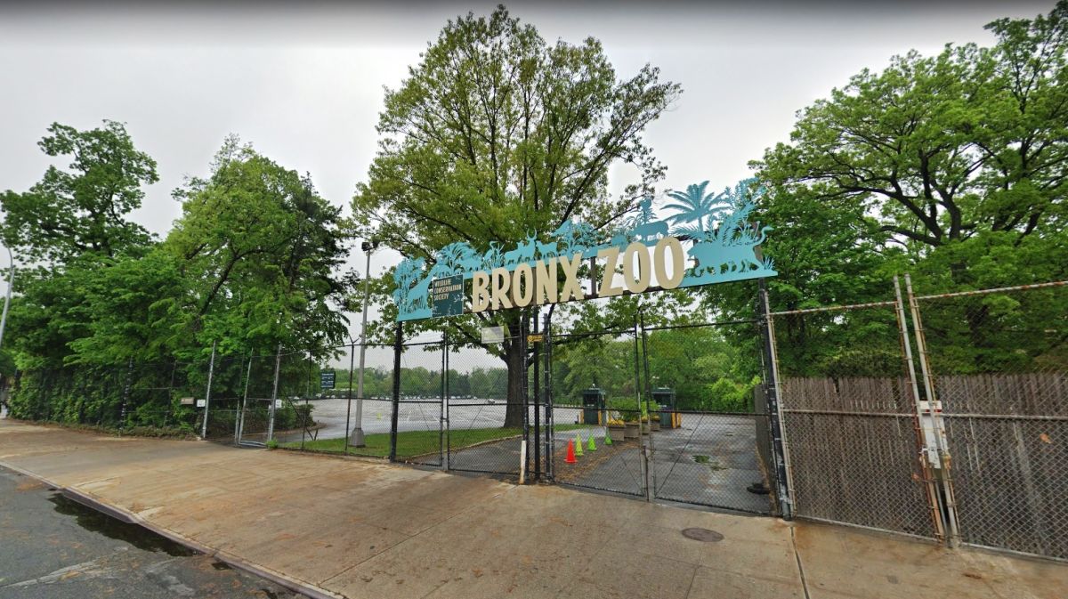 El Zoológico del Bronx participó en el rescate de la puma cachorra.