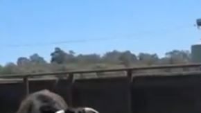 El gran buey vive en Australia.