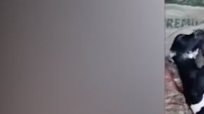 El raro animal nació en una granja filipina.